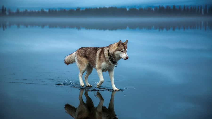 Siberian Husky (Water, Walking, Blue) Dog Wallpaper