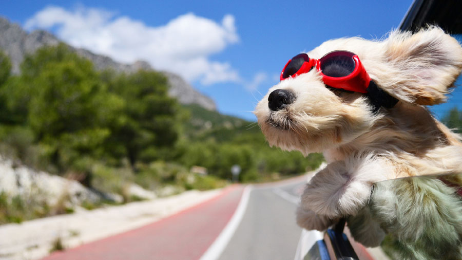 Yorkshire Terrier (Glasses, Fluffy, Wind) HD Dog Wallpaper