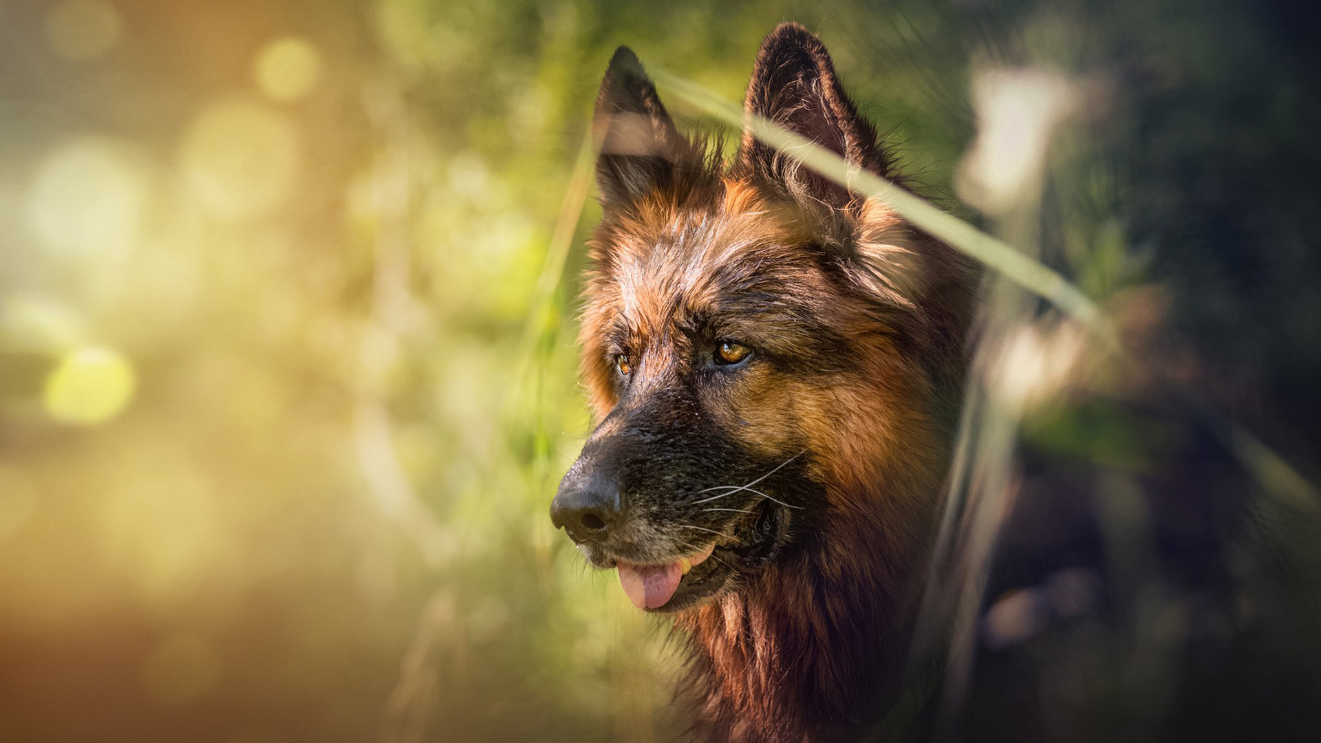 German Shepherd Wallpapers Background, Show Me Dog Pictures, Show Me  Pictures Of Cute Dogs, Dog Background Image And Wallpaper for Free Download