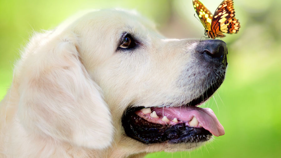 Golden Retriever (Butterfly, Muzzle, Green) HD Dog Wallpaper