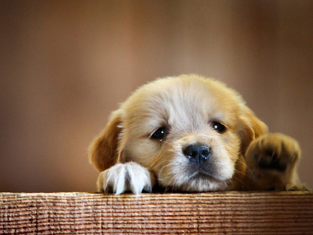 Cute Puppy, HD Animals, 4k Wallpapers, Images, Backgrounds, Photos and  Pictures