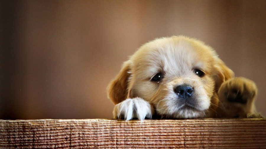 Cute Puppy Wallpapers For Desktop (58+ images)