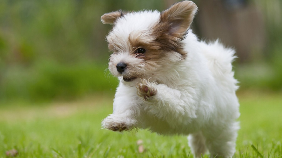 Papillon (Puppy, Jump, Grass, Green) HD Dog Wallpaper