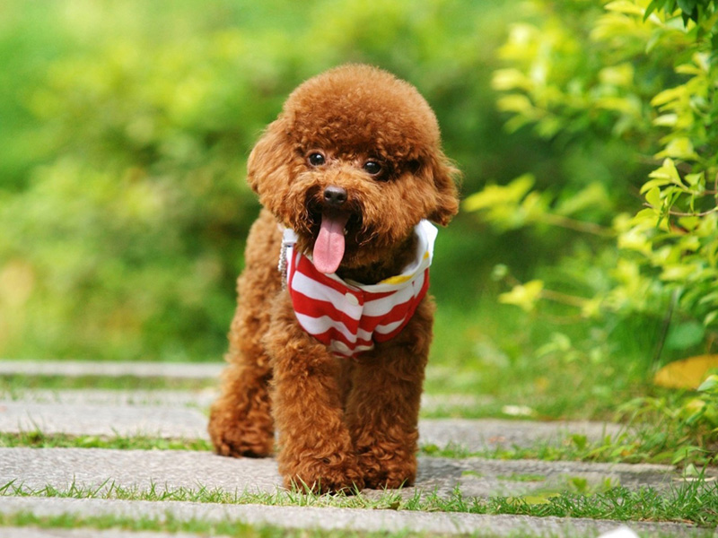 Poodle (Brown, Cute, Green) HD Dog Wallpaper