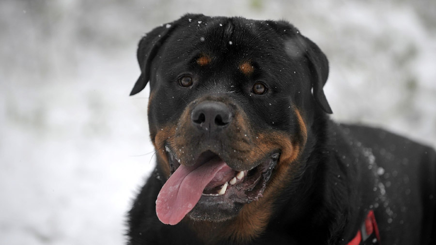 5,185 Adult Rottweiler Images, Stock Photos, 3D objects, & Vectors |  Shutterstock