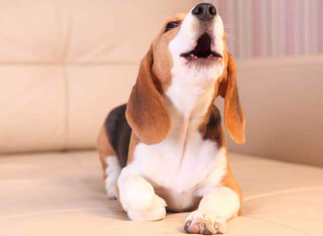 Beagles are the noisiest dogs