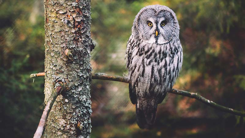 The World of Owls: 5 Fascinating Facts About These Nocturnal Predators