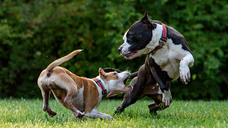 8 Reasons Behind Your Dog's Wide-Eyed Stare