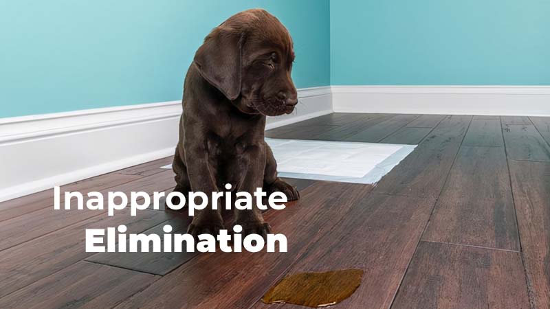 Addressing Inappropriate Elimination in Dogs