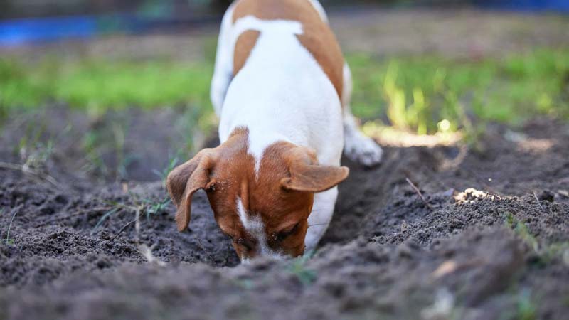 The Reasons Behind Canine Digging and Effective Solutions