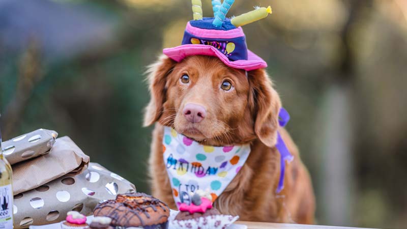 Celebrate Dog's Birthday: 5 Fun Ways To Do It