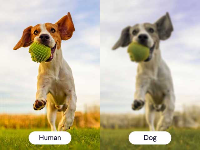 5 Differences Between Dogs & Humans You Won't Believe