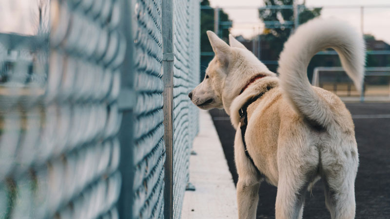 What Do The Different Dog Tail Positions Mean?