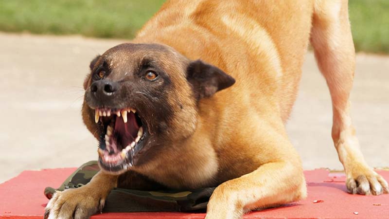 Unveiling the Real Issues: Dog Aggression Misconceptions