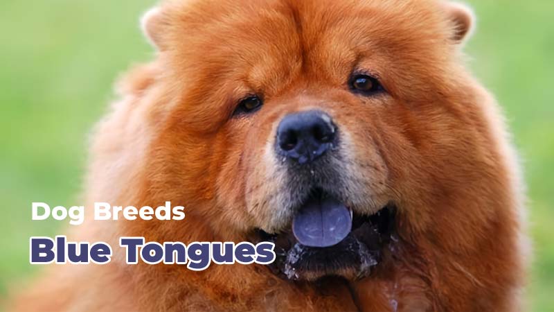 A Fascinating Trait: 4 Dog Breeds With Blue Tongues