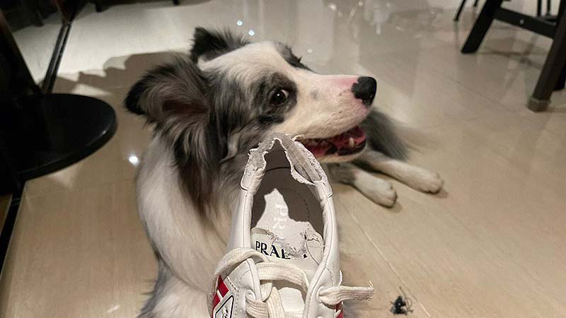 Understanding Dog Chewing: Causes and Solutions