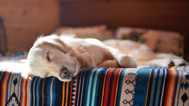 Deciphering Dog Sleeping Positions: The Side Sleeper Pose