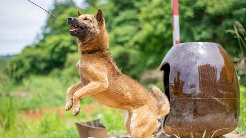 Cultivating Control: Redirecting Your Dog's Jumping Behavior