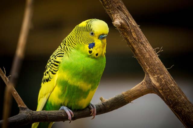 Budgerigar