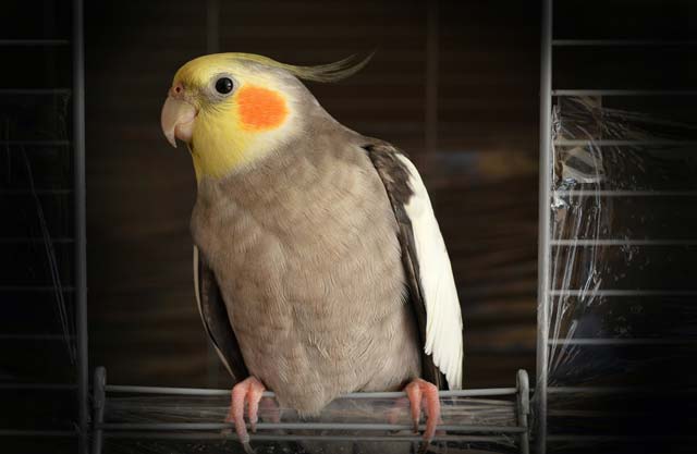 Cockatiel