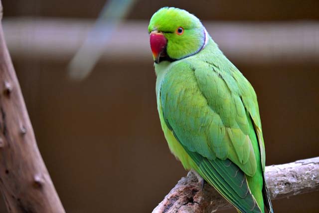 Lineolated Parakeet