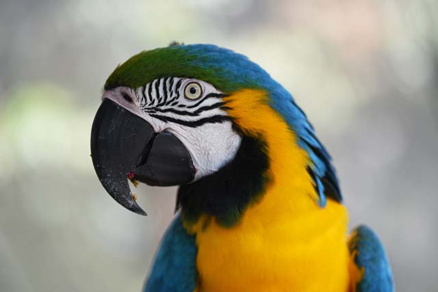 Pionus Parrot