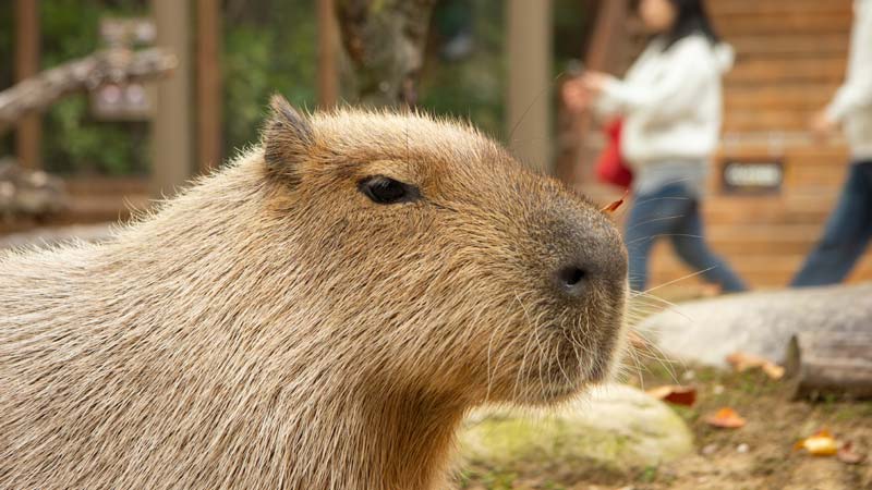 The Ultimate Guide to Capybara Ownership: Is It Right for You?