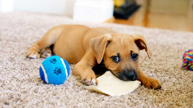 How To Keep Your Young Puppy From Eating Toys