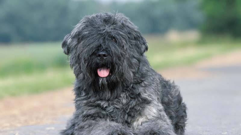 Resilient Grandeur: 6 Large Dog Breeds That Are Wirehaired