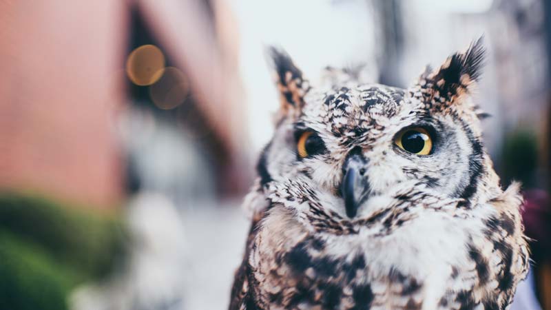 Exploring The 7 Most Common Owl Species