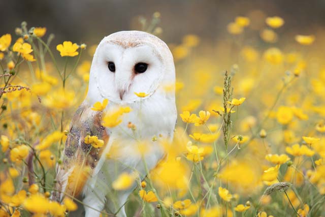 Barn Owl (Tyto alba)