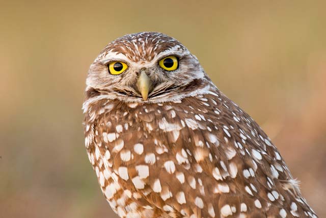 Burrowing Owl (Athene cunicularia)