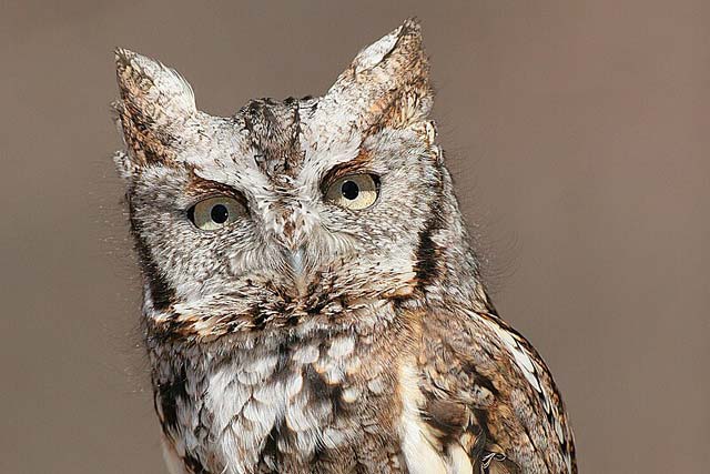 Eastern Screech-Owl (Megascops asio)