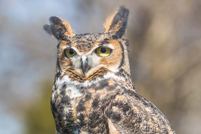 Great Horned Owl (Bubo virginianus)