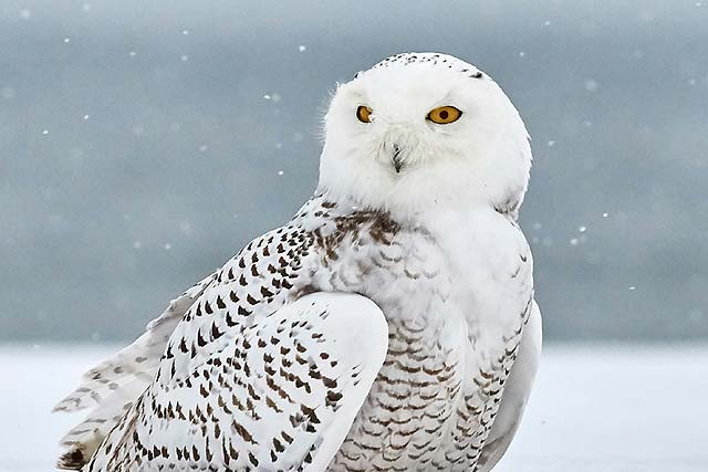 Snowy Owl (Bubo scandiacus)