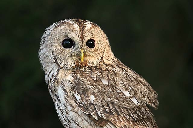 Tawny Owl (Strix aluco)