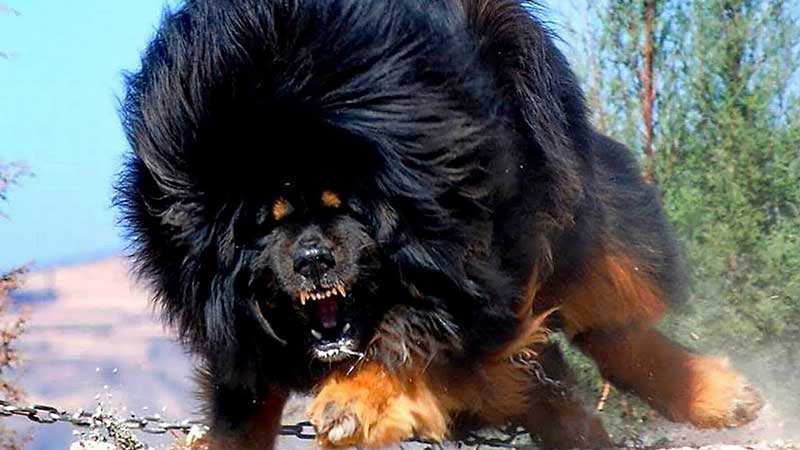 worlds strongest dog breed