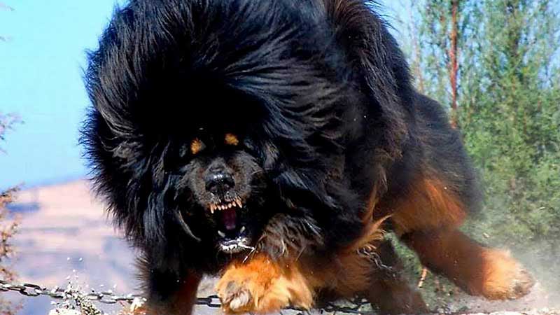 The 10 Most Powerful Dogs In The World