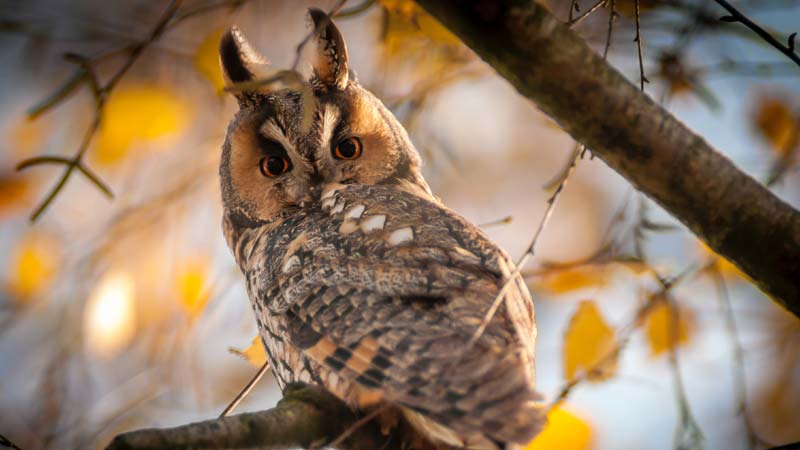 Why Owls Are Not Suitable Pets: The Interplay of Law and Ethics