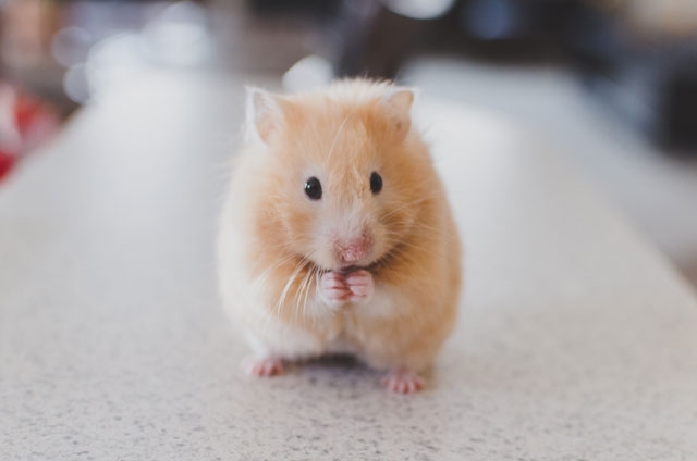 Hamster, Rodent