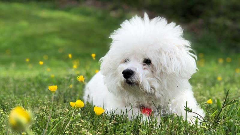 Perfect Picks: The 8 Small Breeds  for New Dog Owners