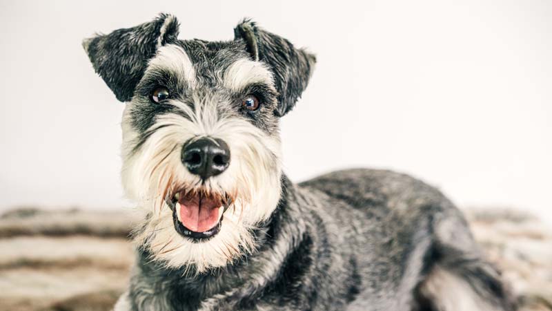 A Compact Hunter: 7 Small Dog Breeds That Are Wirehaired