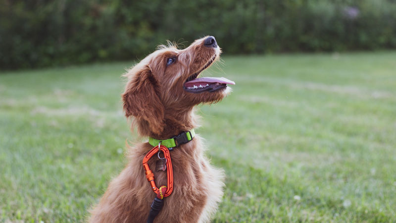 Step-by-Step Guide: Teaching Your Dog How to Back Up