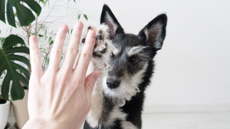 Dog Tricks: Teach Your Dog to High Five