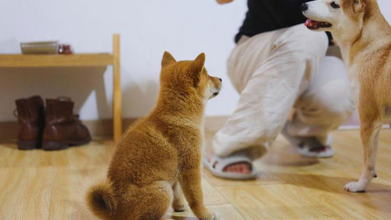 Teach Your Dog to Sit: A Step-by-Step Guide