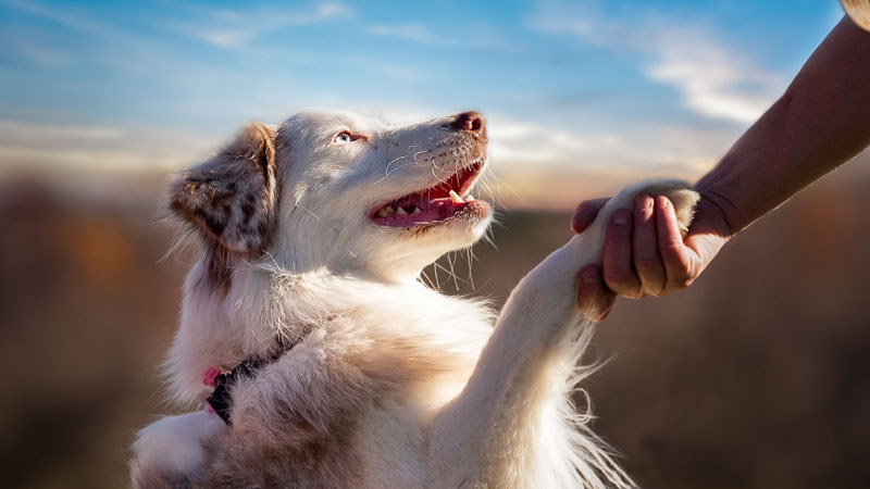 Teaching Your Dog the Classic Trick: Shake Hands