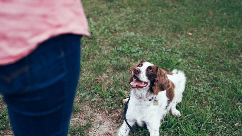 Teaching Your Dog to Speak: A Comprehensive Guide