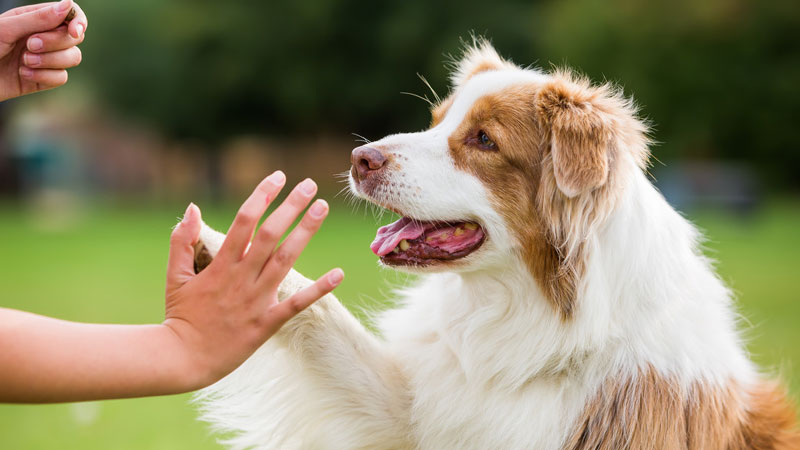 Teaching Your Dog to Wave Goodbye: A Step-by-Step Guide