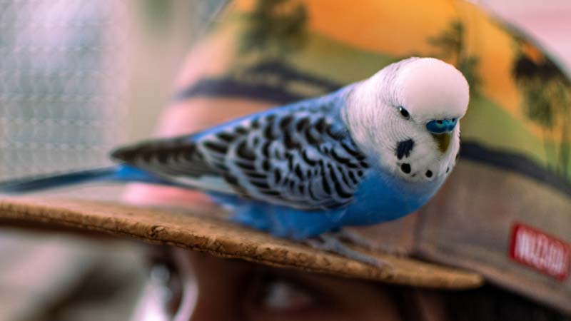 The Budgerigar: A New Owner's Guide (What To Know)