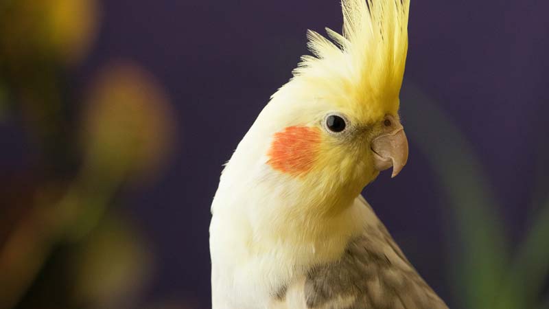 The Cockatiel: A New Owner's Guide (What To Know)